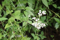 Neanotis tubulosa